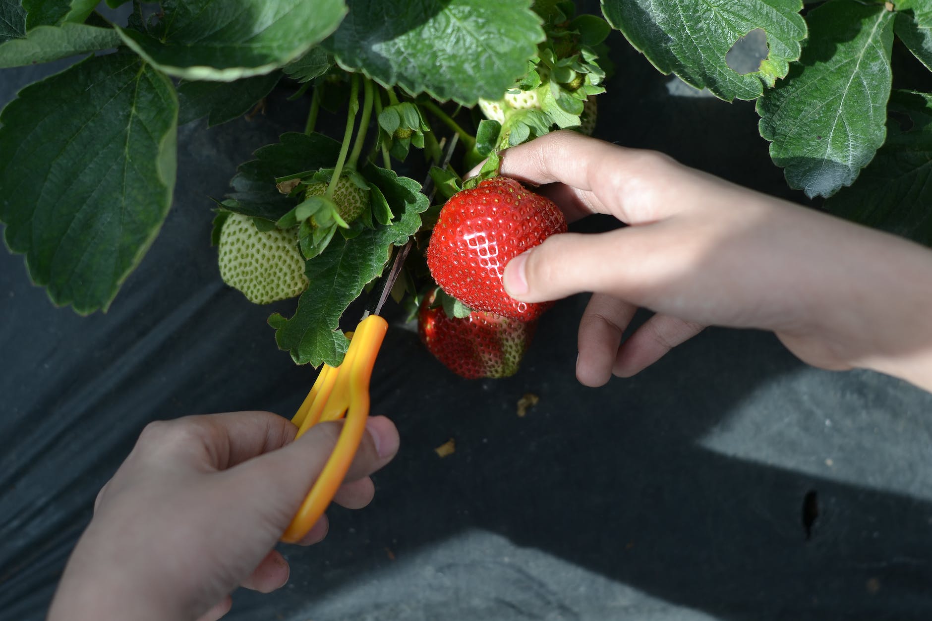 Guide To Growing Strawberries, Exploring Their Health Advantages, and