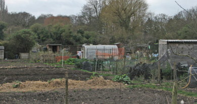 Sunday morning on the allotment