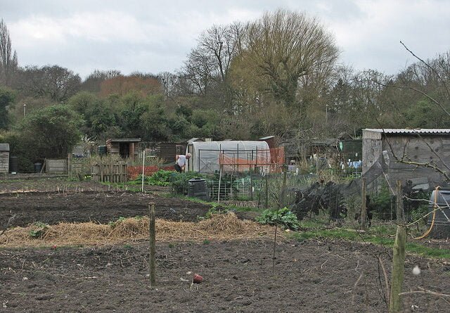 Sunday morning on the allotment