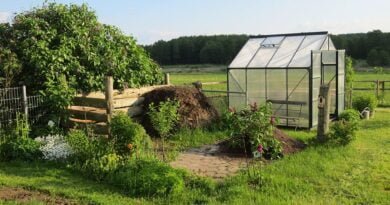 allotment what to grow