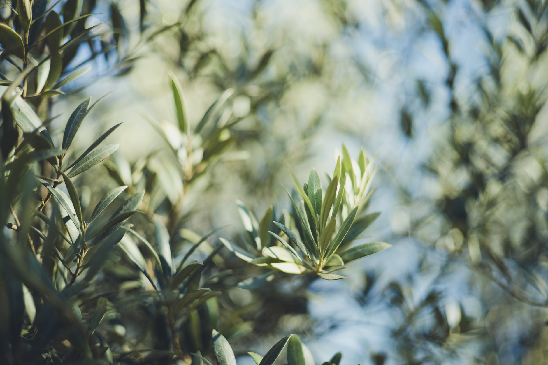 frantoio olive tree