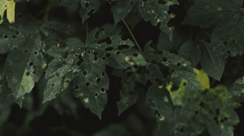 leaves with holes from pests