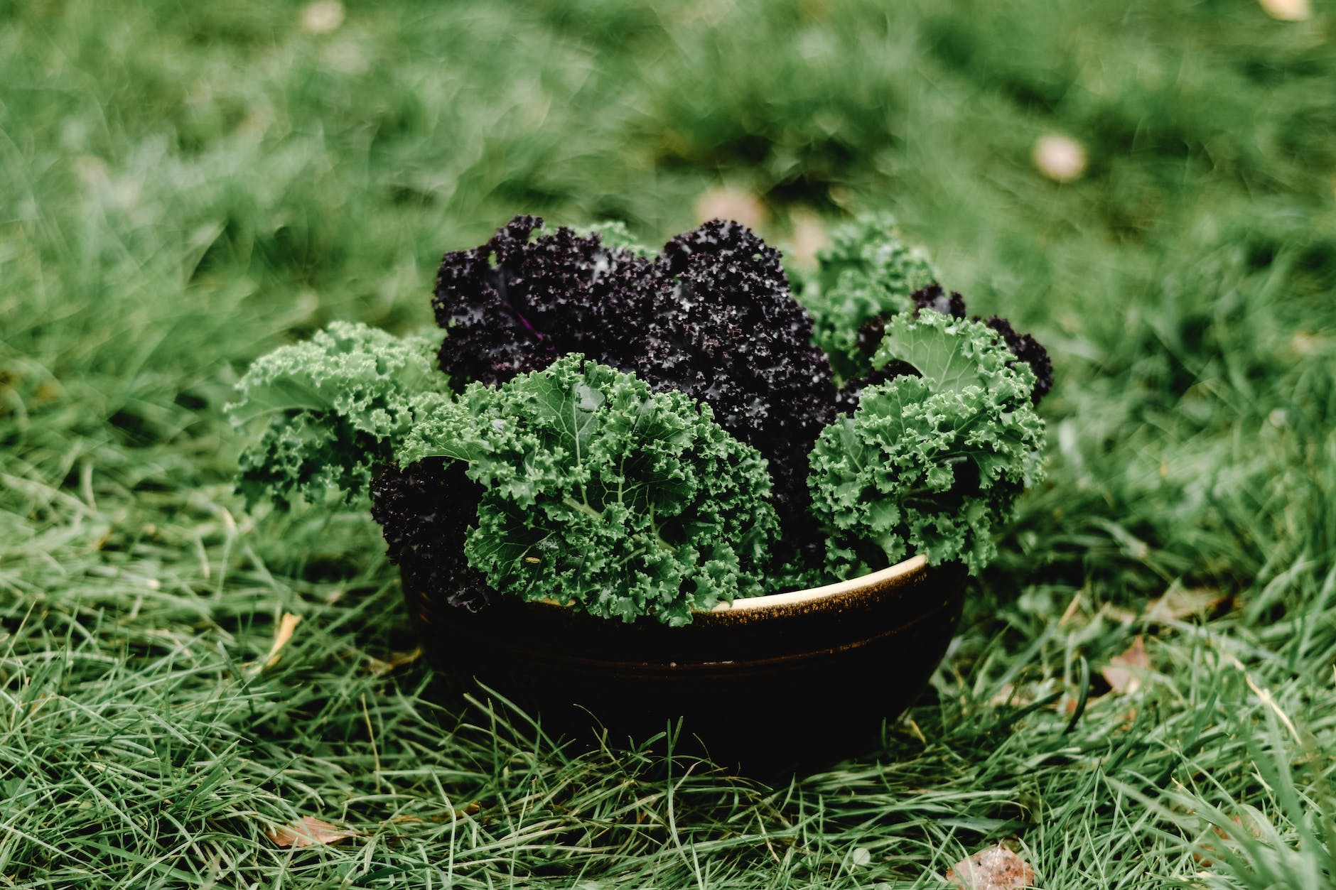 bowl of green and black vegetables on green grass