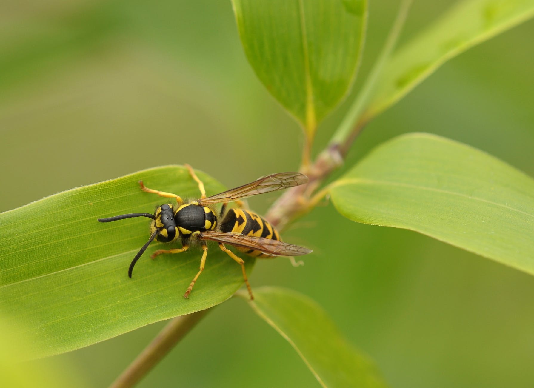 close up wasp