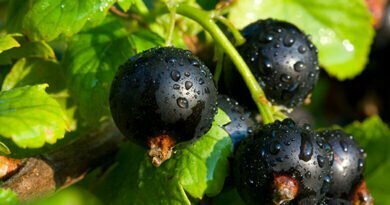 Blackcurrants