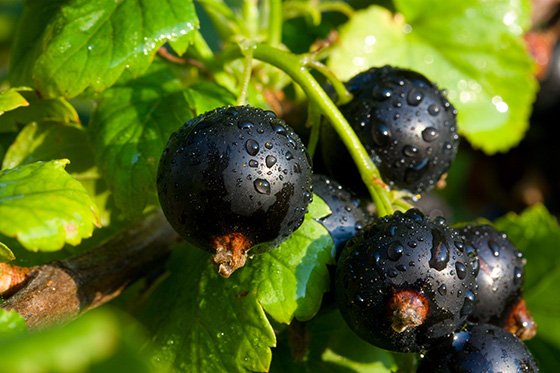 Blackcurrants