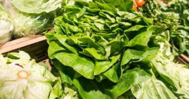 Fresh green lettuce in a grocery store