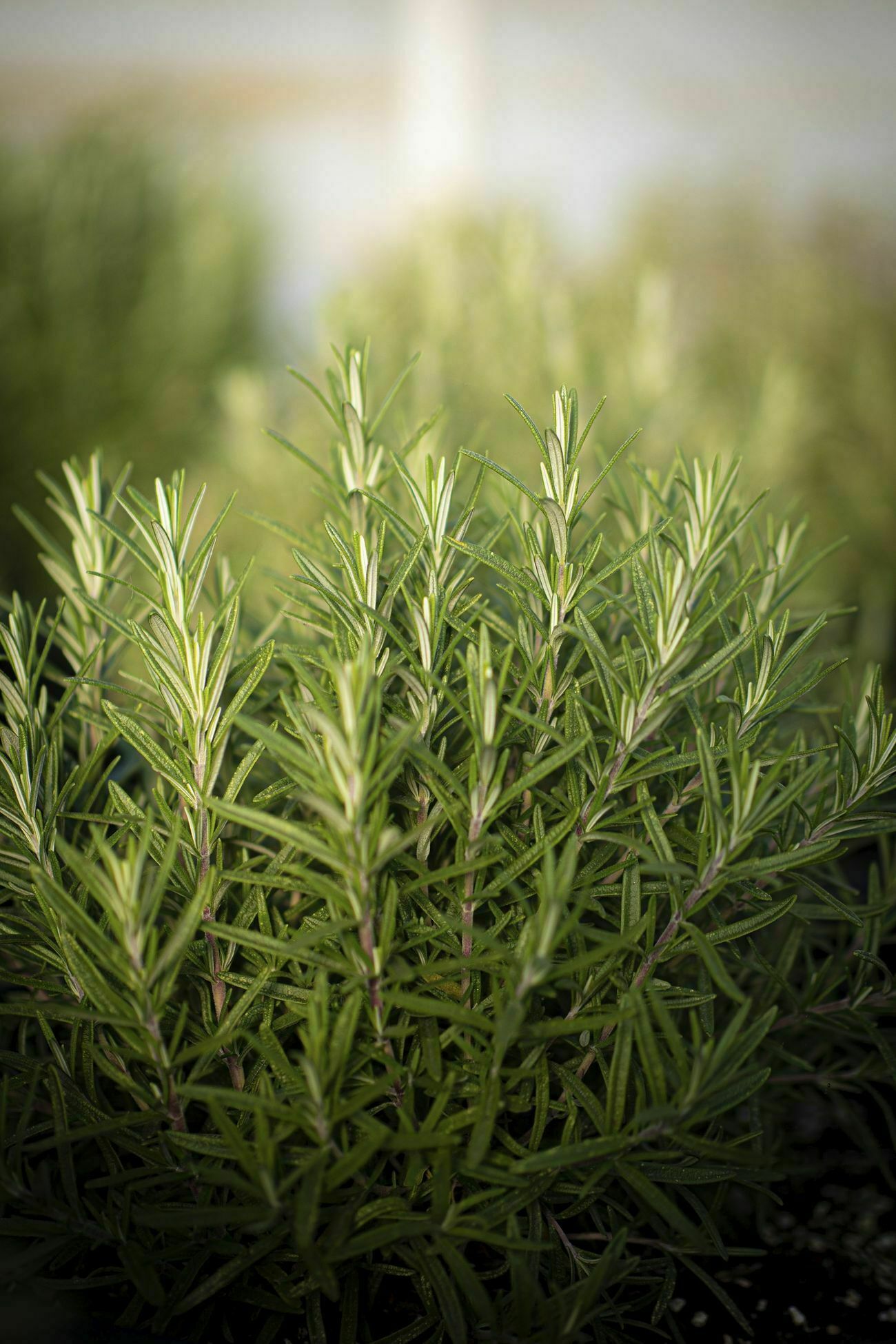 Rosemary shrub, fresh herbs