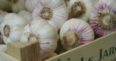 Fresh garlic, farm produce