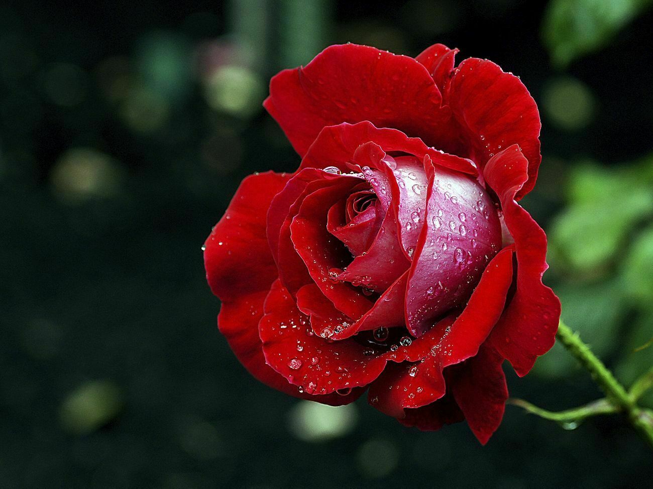 Hybrid Tea Rose 'Candella'. A