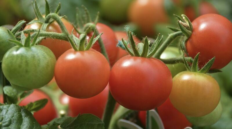 Tomatoes, vegetables