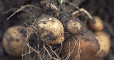 Free potato crop image