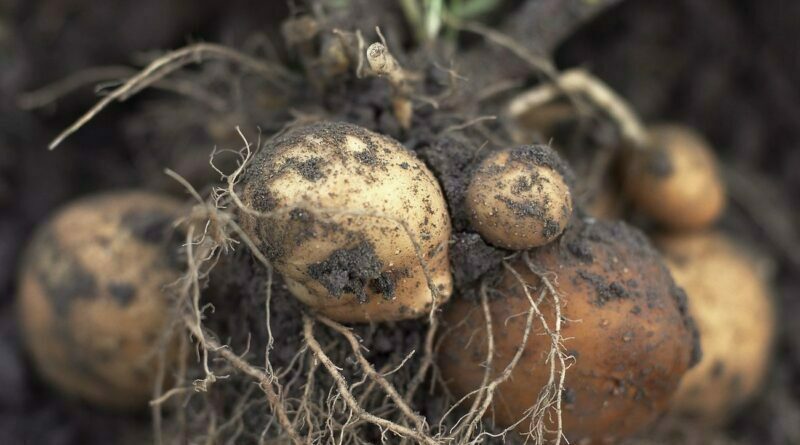 Free potato crop image