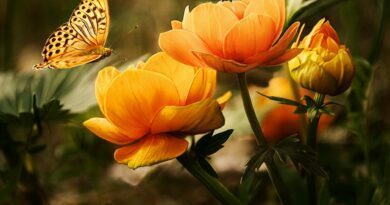 orange flower with butterfly