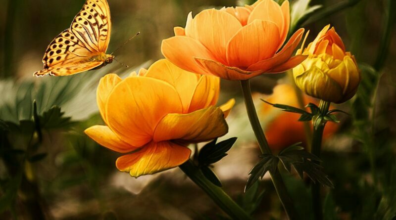 orange flower with butterfly