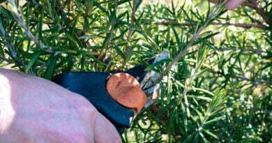 close up shot of hands cutting the twigs of rosemary plant