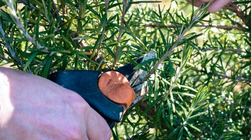 close up shot of hands cutting the twigs of rosemary plant