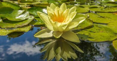 yellow petal flower