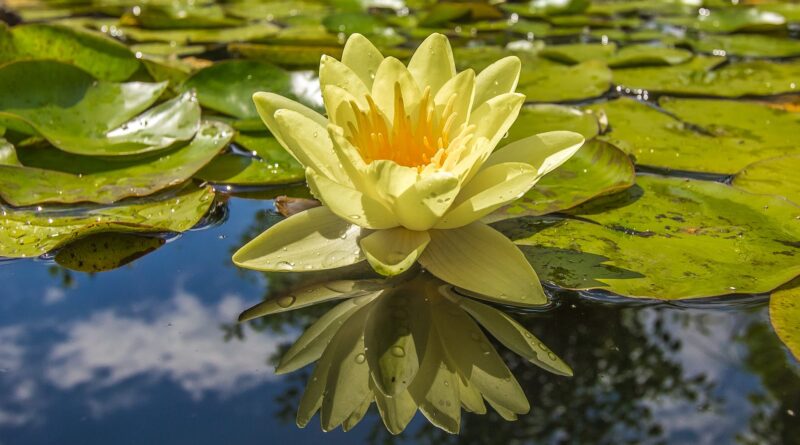 yellow petal flower