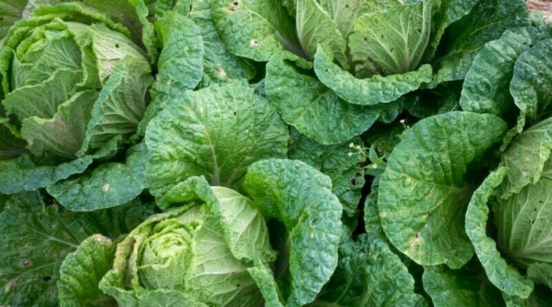 bunch of bok choi