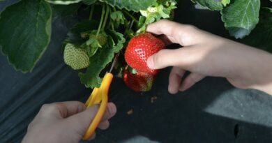 person holding a strawberry fruit