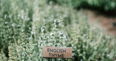 brown wooden signage on green plants