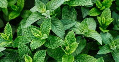 photo of green peppermint plant