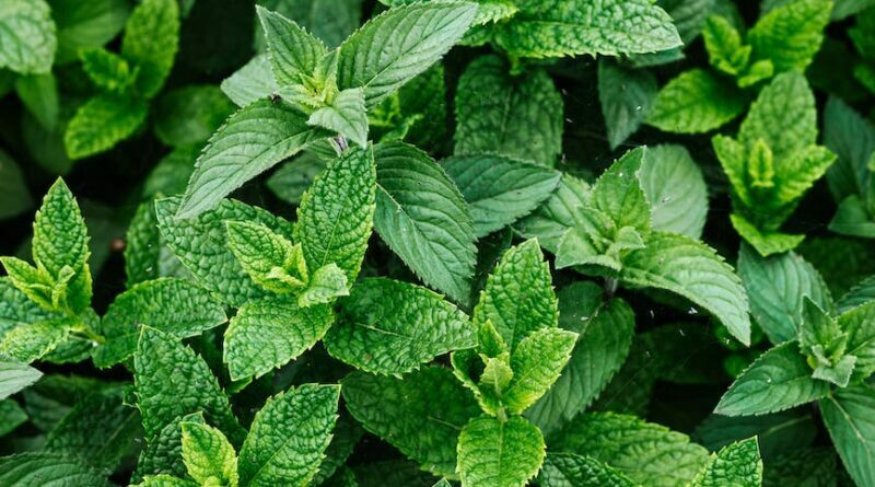 photo of green peppermint plant