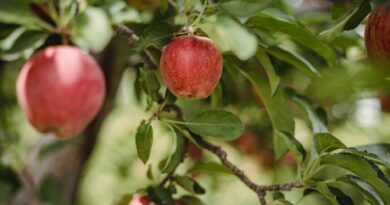 ripe red fresh apples growing on tree in orchard