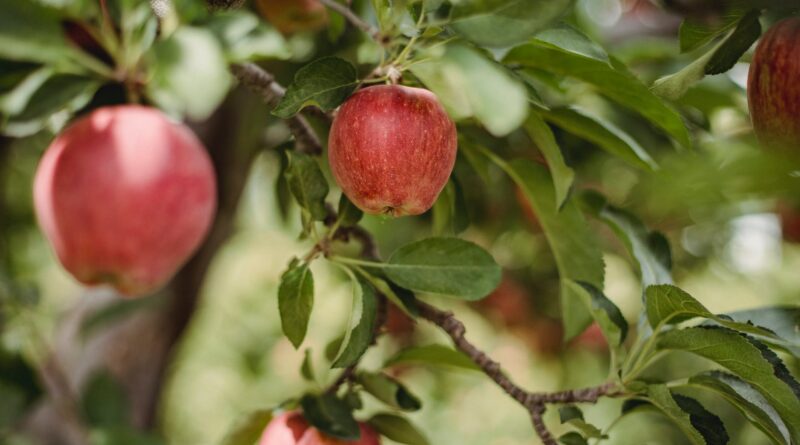 ripe red fresh apples growing on tree in orchard