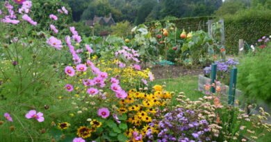 Flowers and vegetables in the walled garden at Chartwell