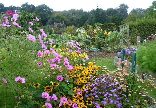 Flowers and vegetables in the walled garden at Chartwell