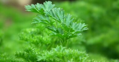 green leaf plants