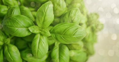 selective focus photography of green basil leaf