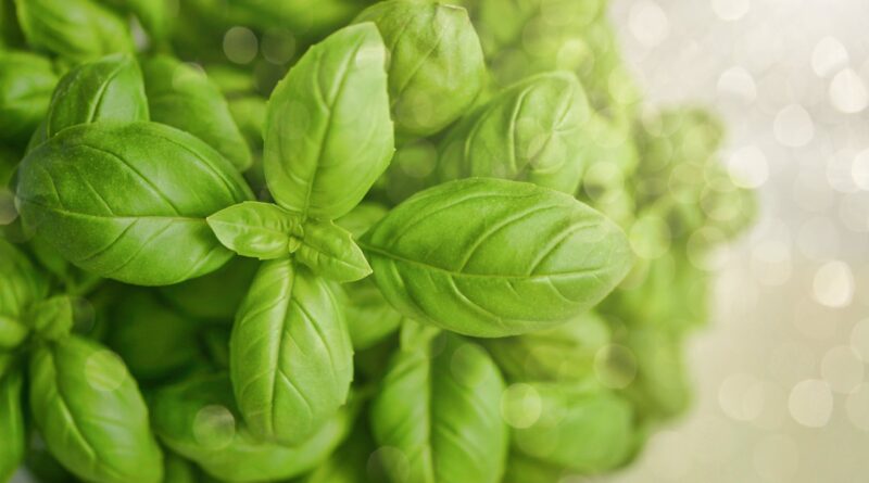 selective focus photography of green basil leaf