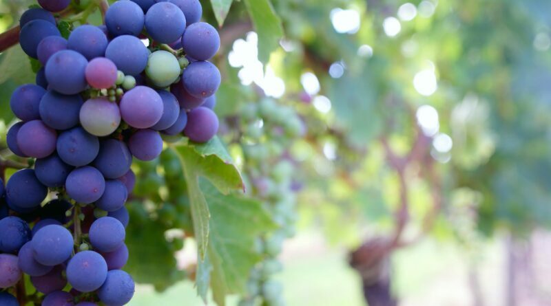 close up photo of grape fruit