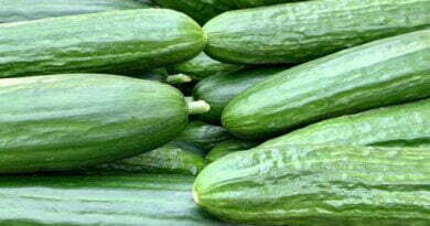 pile of cucumbers