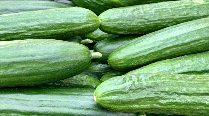 pile of cucumbers