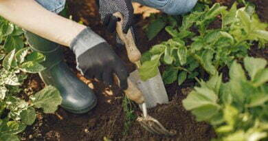 close up of a person using gardening tools