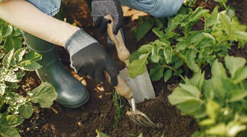 close up of a person using gardening tools