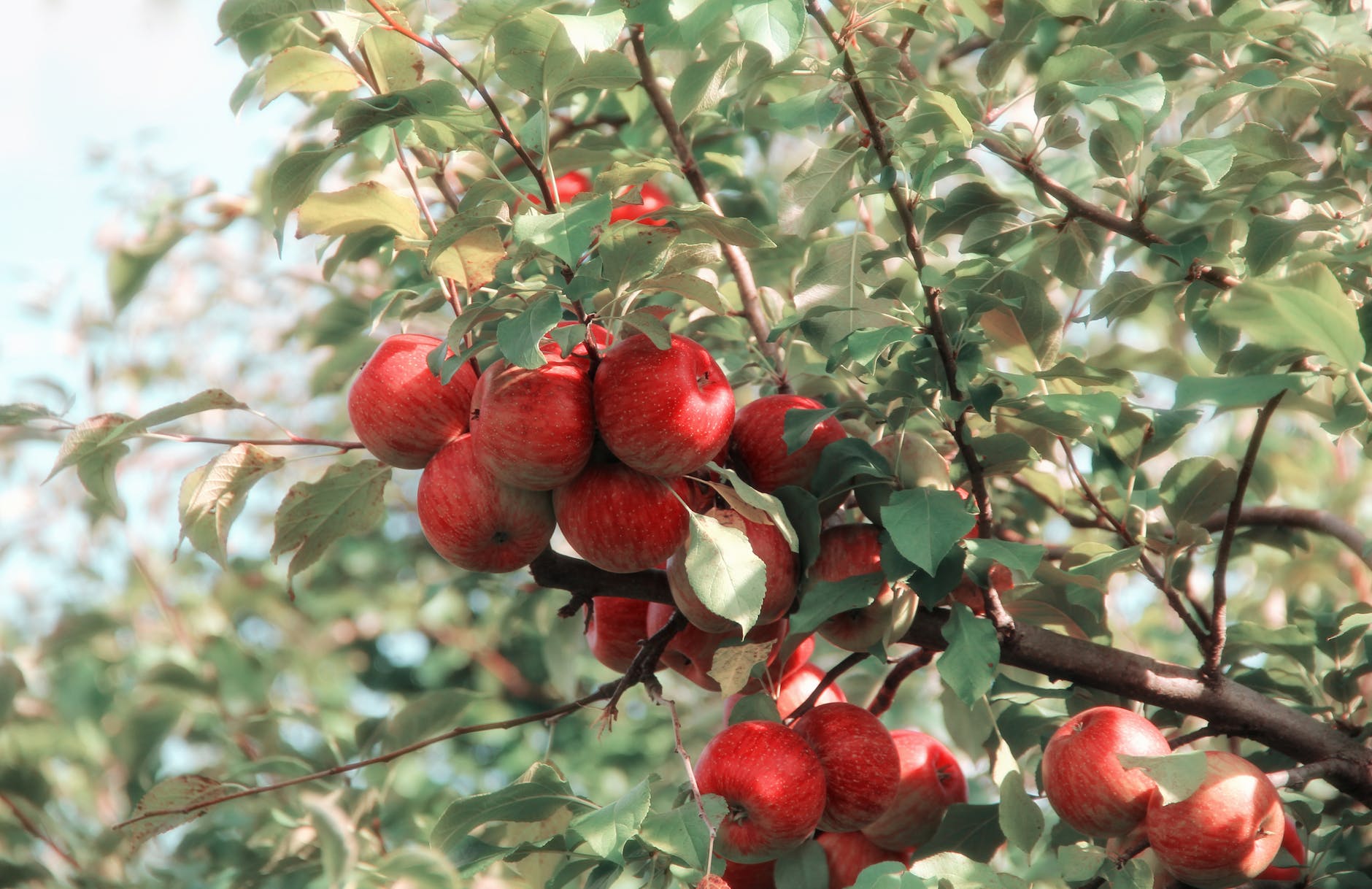 red apples