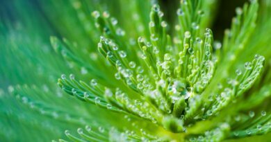 water droplets on green leaf plant