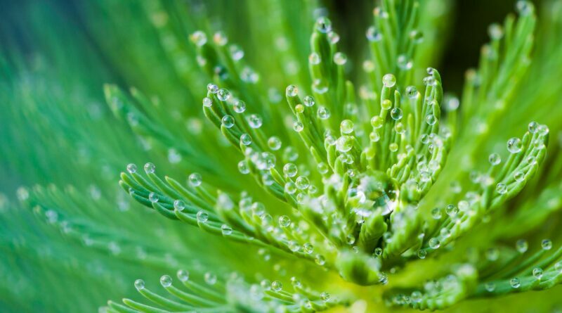 water droplets on green leaf plant