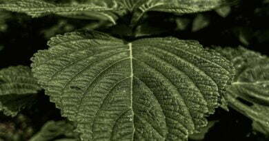 green leaf plant in close up photography