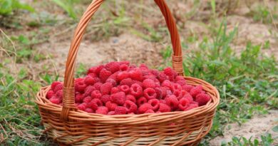 basket berries berry close up