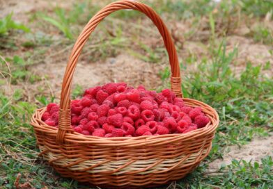 basket berries berry close up