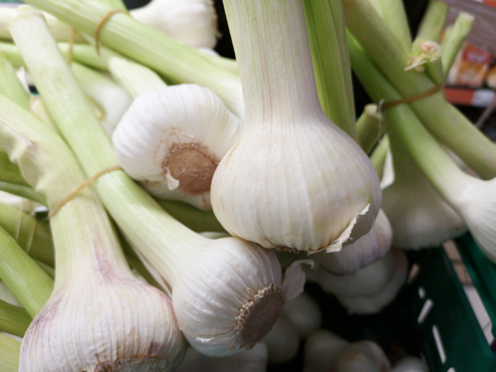 photo of white garlic bulbs