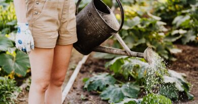 person in brown shorts watering the plants