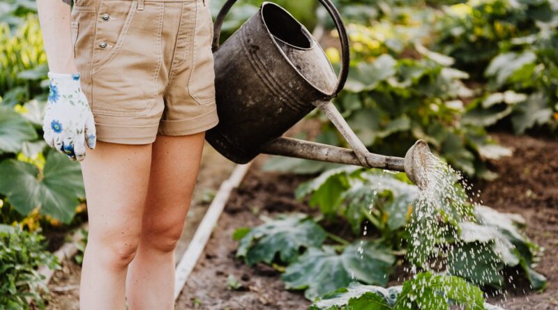 person in brown shorts watering the plants