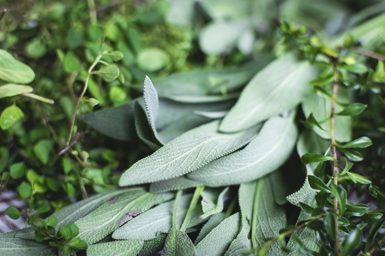 Different types of fresh herbs